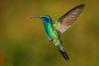 Kolibrik modrouchy - Colibri cyanotus - Lesser Violetear 6515